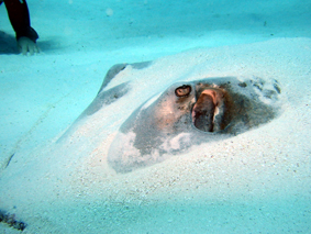 Raya nadando sobre un arrecife coralino.